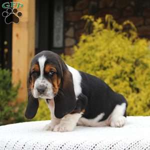 Bridget, Basset Hound Puppy